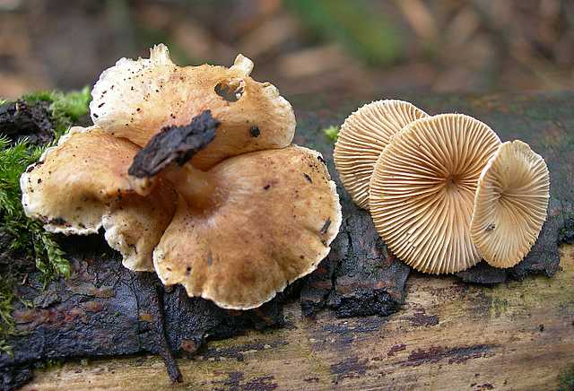 La valle dei funghi sconosciuti